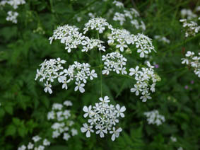 Anthriscus sylvestris